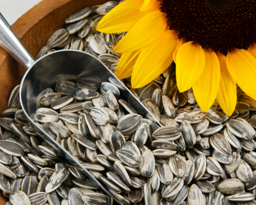 Sunflower Seeds